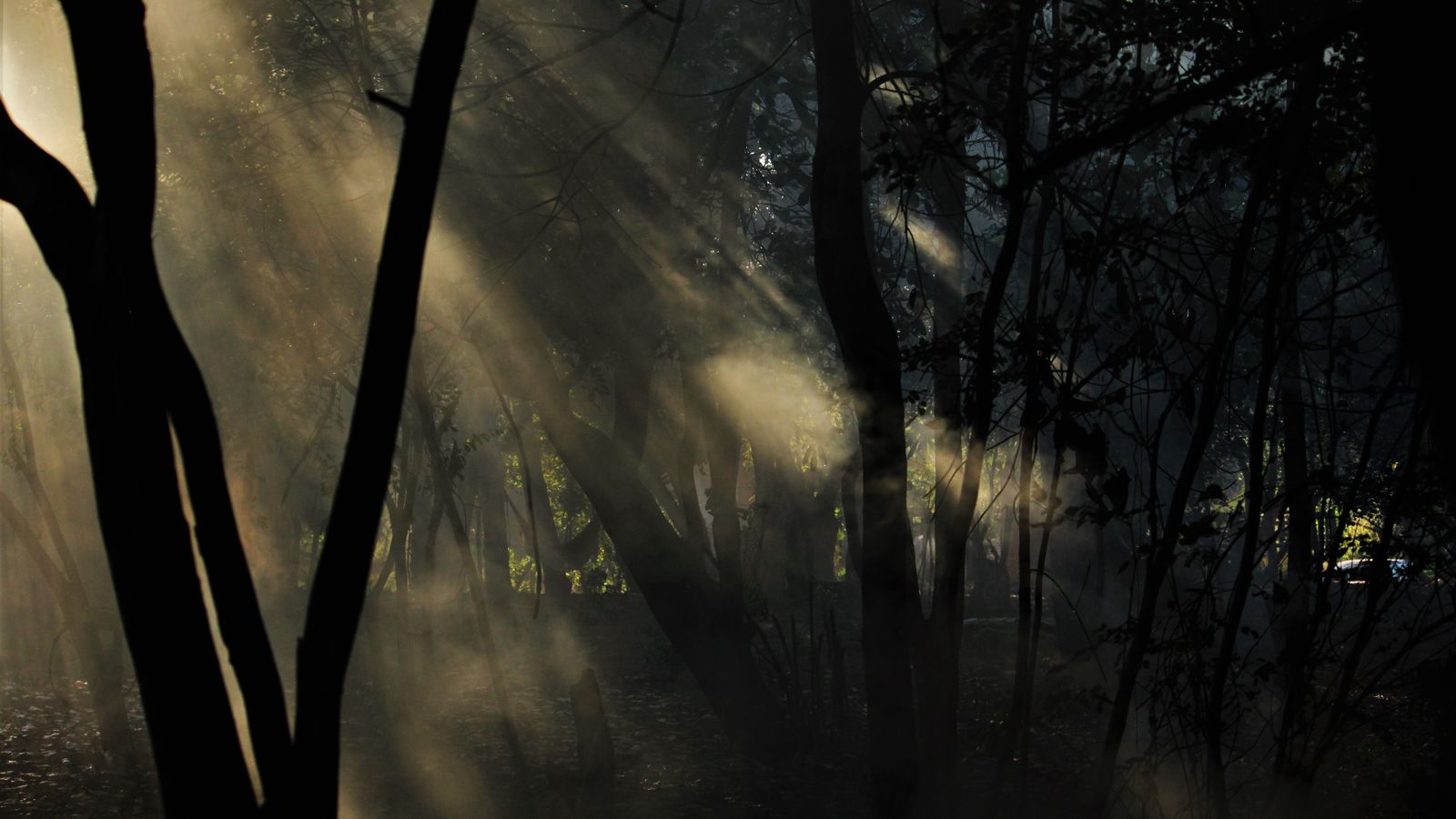 Sunlight breaking through a misty Australian rainforest at dawn